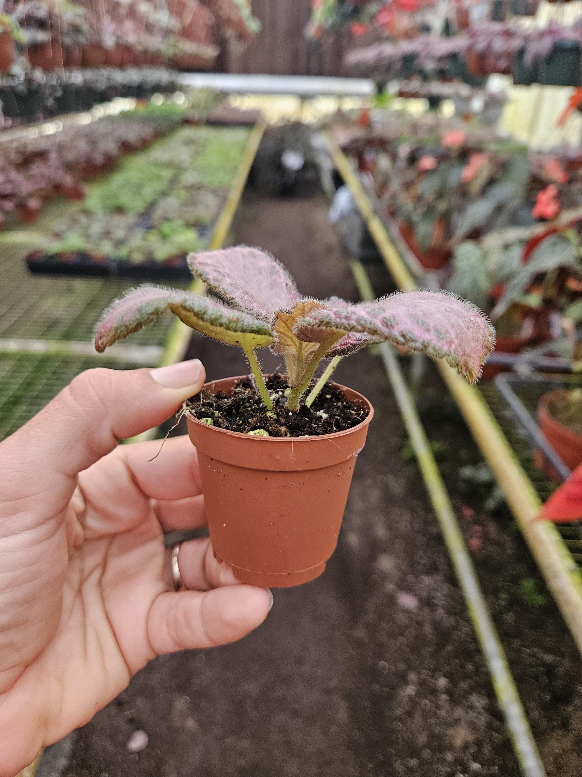 Episcia 