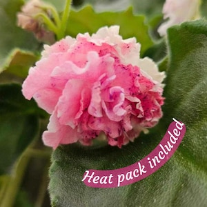 LE Aisedora African Violet live plant, young pre-finished starter in a 4&quot; pot | 2 plants required per order |
