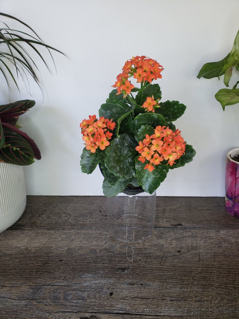 LIVE Blooming Kalanchoe blossfeldiana plant 4.5 pot, flaming katy flowering Kalanchoes, Live potted plant, 2 item minimum on orders Orange