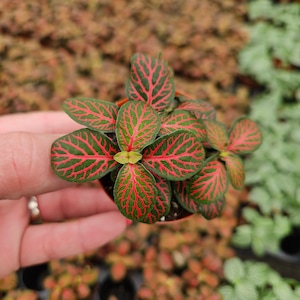 Red Fittonia Plant in a miniature 2&quot; pot – Nerve Plant with Red Veins, Easy Care Indoor Plant, Perfect Gift for Plant Lovers, 2 Item Minimum