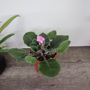 Pode incluir: Uma pequena planta de violeta africana em vaso com uma &uacute;nica flor rosa. A planta est&aacute; em um vaso de pl&aacute;stico marrom e tem folhas verde-escuras.
