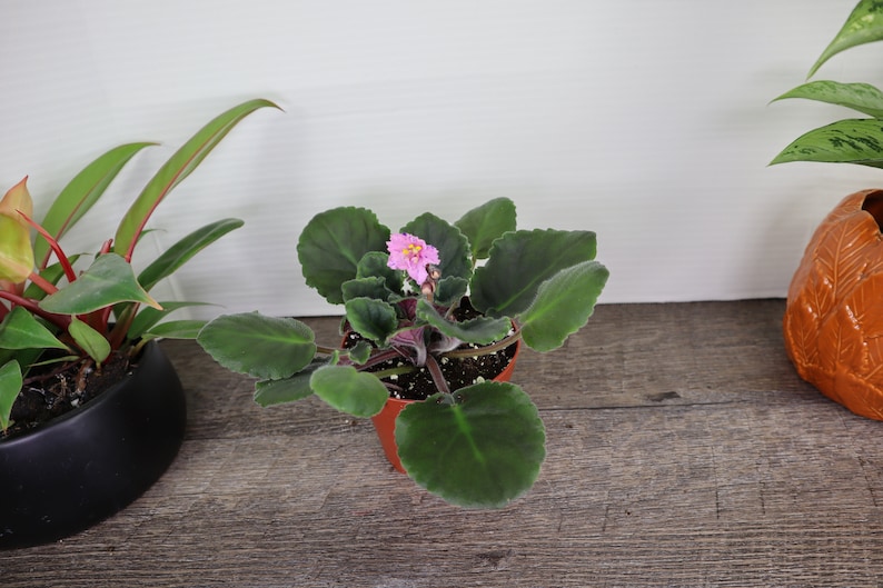 Pode incluir: Uma pequena planta de violeta africana em vaso com uma &uacute;nica flor rosa. A planta est&aacute; em um vaso de pl&aacute;stico marrom e tem folhas verde-escuras.