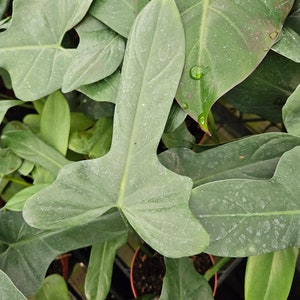 arboricola plant Full Size Schefflera 'arboricola' main image 0