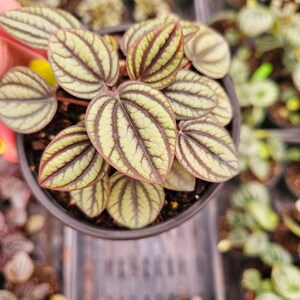 May include: A close-up shot of a Peperomia plant in a black pot. The leaves are oval-shaped with a light green base and dark green veining. The plant is surrounded by other plants in a greenhouse setting.