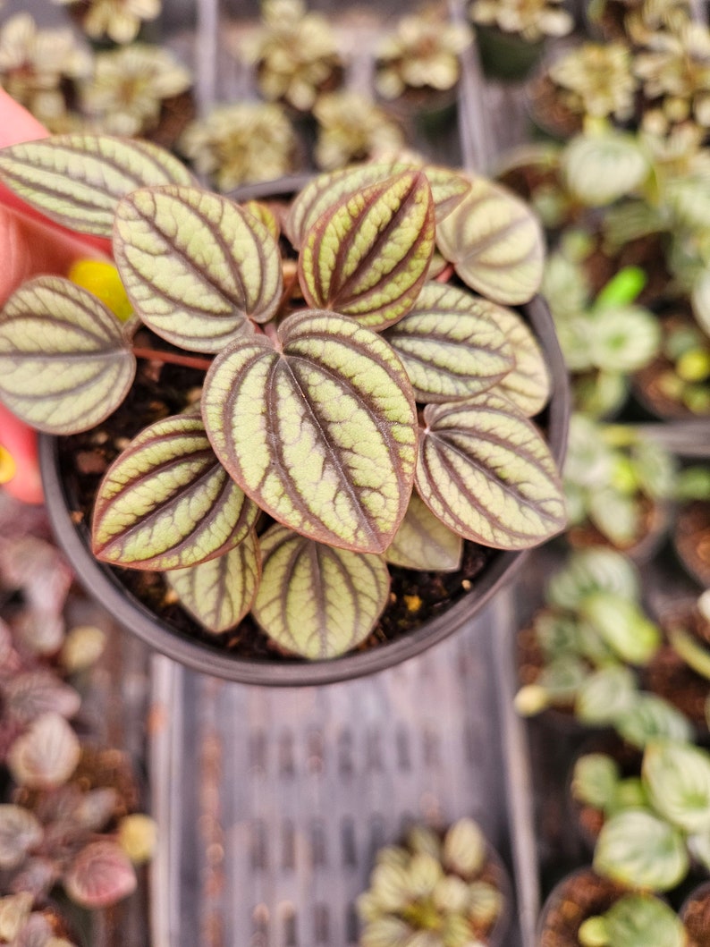 May include: A close-up shot of a Peperomia plant in a black pot. The leaves are oval-shaped with a light green base and dark green veining. The plant is surrounded by other plants in a greenhouse setting.