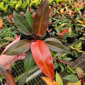 Philodendron Red Sun: Planta de interior tropical viva / Se requieren 2 plantas por pedido /