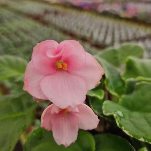 Ma&#39;s Debutante African Violet live plant, young pre-finished starter in a 4&quot; pot | 2 plants required per order |