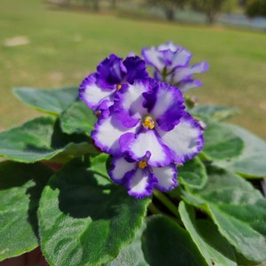 Currently Blooming African Violet live plant in a 4&quot; pot | White with Purple edge Violet | 2 plants required per order |
