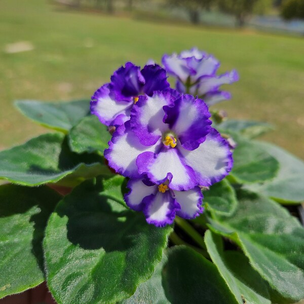 Currently Blooming African Violet live plant in a 4" pot | White with Purple edge Violet | 2 plants required per order |