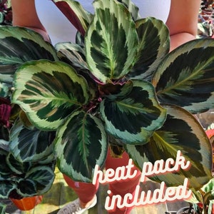 Calathea Marion live plant in a 4" pot, silver calathea plant | 2 plants required per order |