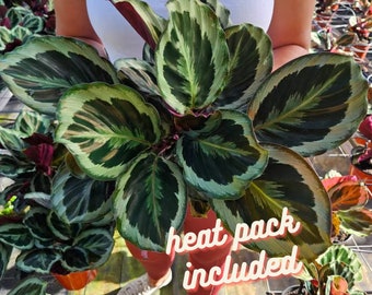 Calathea Marion live plant in a 4" pot, silver calathea plant | 2 plants required per order |