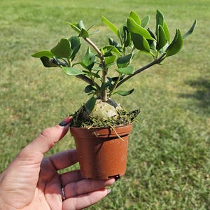 Ant Plant in a 3&quot; pot, live Hydnophytum papuanum rare plant *2 plant minimum per order*