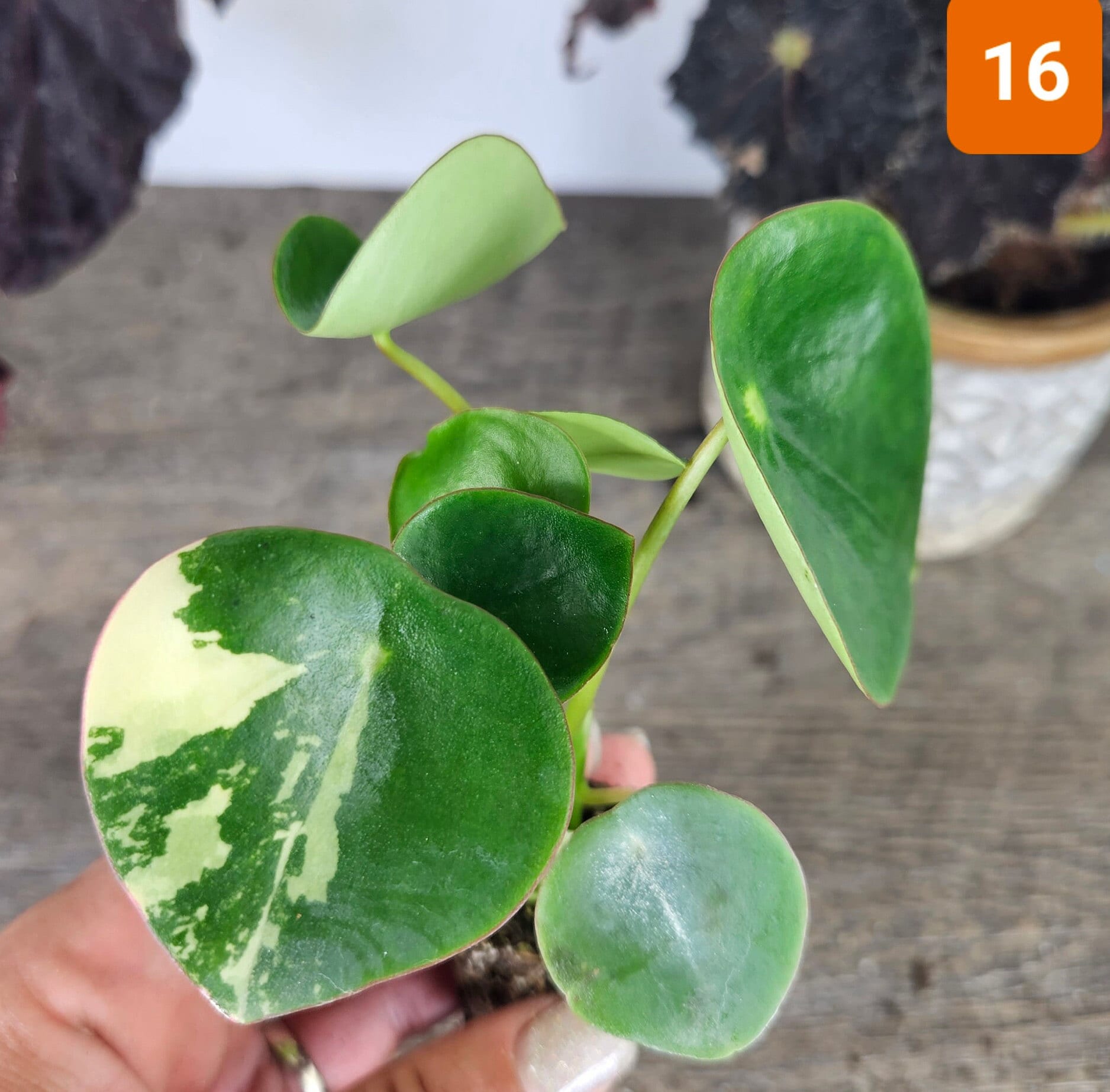 Variegated Raindrop Peperomia Plant in a 1" Starter Plug, Live Sported  Peperomia Plant *2 Item Minimum With Starter Plugs* - Etsy