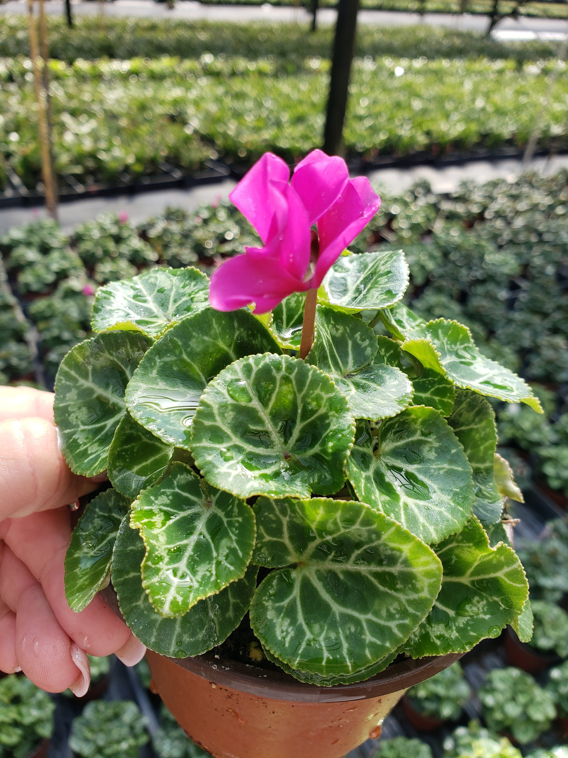 Cyclamen Plant, Flowering White Live Plant, Blooming Indoor Houseplant in a  5" Pot | 2 Plants Required per Order - Etsy Israel