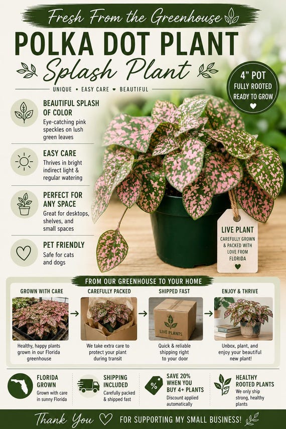Polka Dot Plant Live Houseplant | Hypoestes Splash Plant in 4" Pot | Pink, Red, White & Confetti Colors | Colorful Indoor Plant