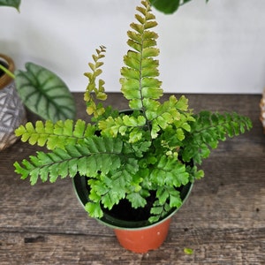 Rosy Maidenhair fern in a 4 pot, Adiantum hispidulum Rosy Fern, small maidenhair fern 2 plants required per order image 2