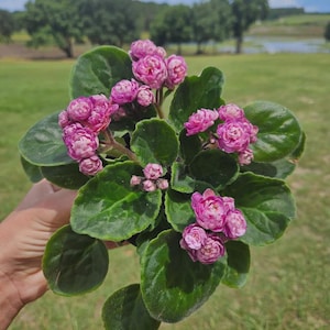 Rocky Mountain Currently Blooming African Violet live plant in a 4" pot | Violet | 2-Plant Minimum | Sequoia
