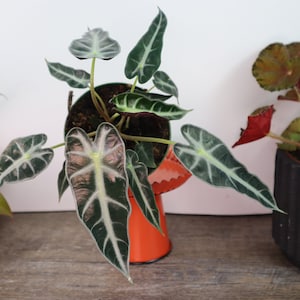 Alocasia Bambino in a 4&quot; pot, Live alocasia plant, low light plant, dwarf jewel alocasia