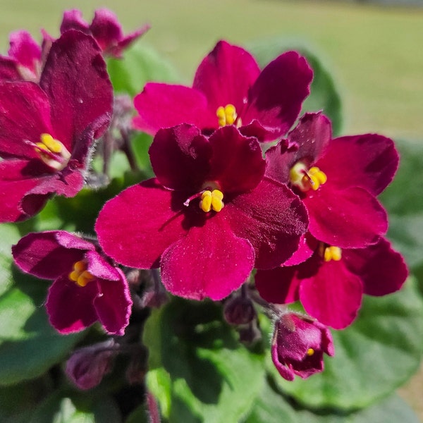 Currently Blooming African Violet live plant in a 4" pot | Maroon Violet | 2 plants required per order |
