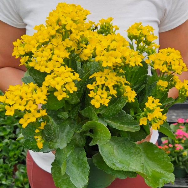 LIVE Blooming Kalanchoe blossfeldiana plant 4.5" pot, flaming katy flowering Kalanchoes, Blooming kalanchoe plant *2 item minimum on orders*