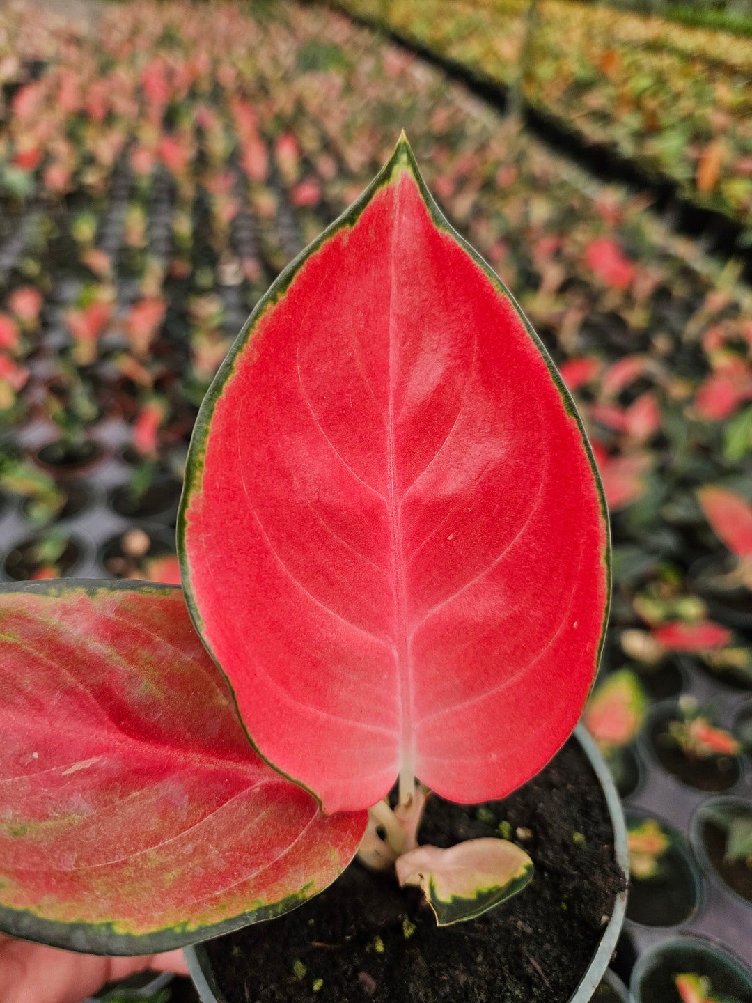 Red Aglaonema Star King Plant: Live Chinese Evergreen - Etsy