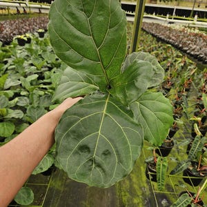 Dwarf Fiddle Leaf Fig plant 6&quot; pot, live lyrata Fiddle leaf houseplant | 2 plants required per order |