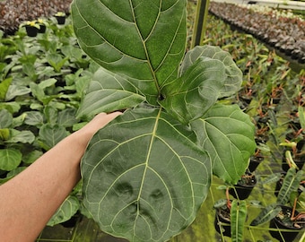 Dwarf Fiddle Leaf Fig plant, live lyrata Fiddle leaf houseplant | Must Order 2+ Plants (Mix and Match OK)