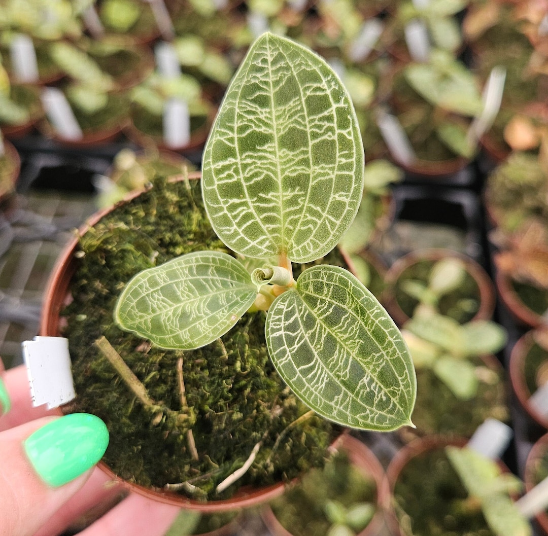 Macodes Petola Lightning Jewel Orchid: Rare Tropical Houseplant - Etsy