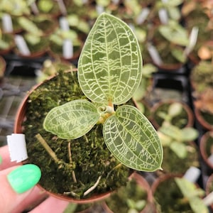 Lightning jewel orchid plant in a 3&quot; pot, Macodes Petola rare live indoor tropical houseplant | 2 plants required per order