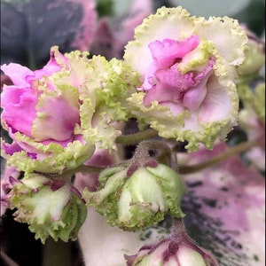 Harmony&#39;s Lucky Lady African Violet live plant, young pre-finished starter in a 4&quot; pot | 2 plant minimum order required |