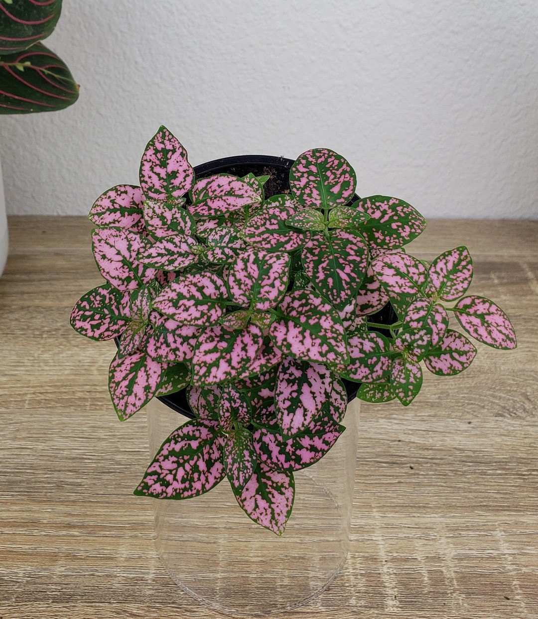 LIVE Splash Plant Pink Polka Dot Plant Hypoestes Pink 4 - Etsy