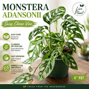 Monstera Adansonii Live Plant | Swiss Cheese Vine | Monstera adansonii | Rare Tropical Houseplant | Easy Indoor Plant | 4" Pot