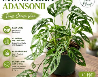 Monstera Adansonii Live Plant | Swiss Cheese Vine | Monstera adansonii | Rare Tropical Houseplant | Easy Indoor Plant | 4" Pot