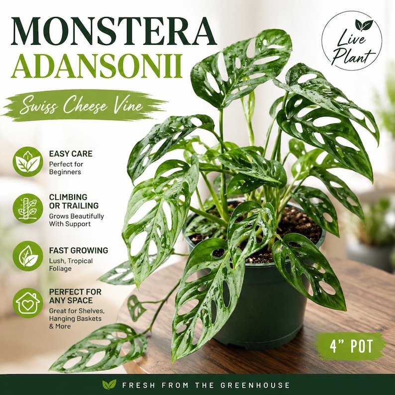Monstera Adansonii Live Plant | Swiss Cheese Vine | Monstera adansonii | Rare Tropical Houseplant | Easy Indoor Plant | 4" Pot image 1