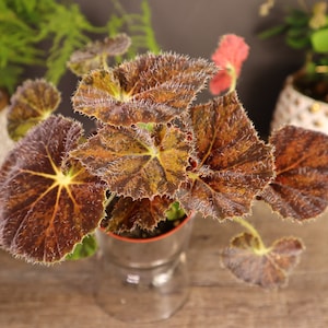 Rex Begonia Plant brad Thoмpson Brown Variegated - Etsy Israel