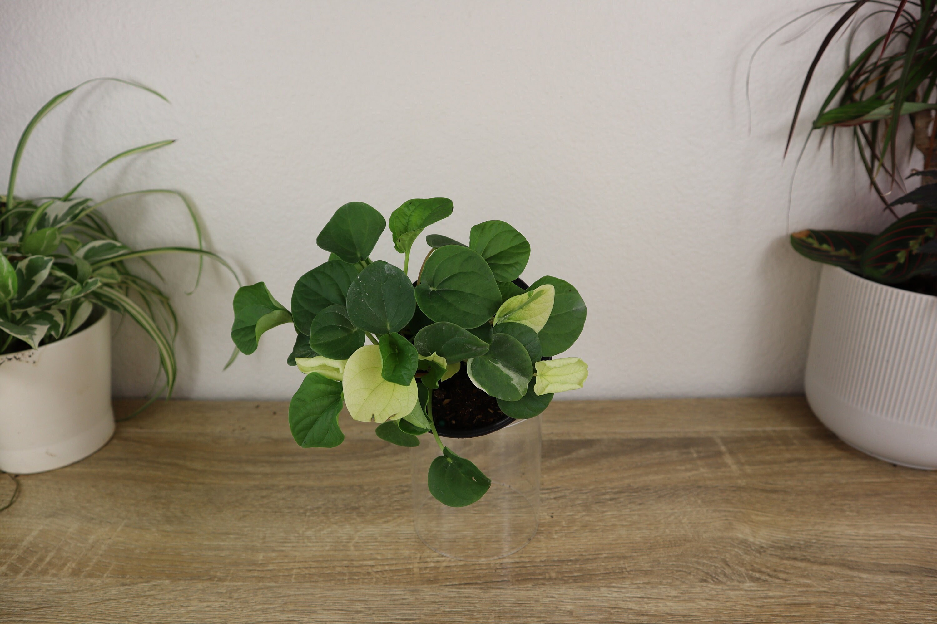 domesticum variegata Philodendron Domesticum Variegata