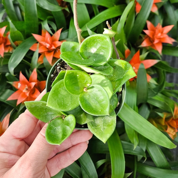 Hoya Chelsea plant in a 4" pot, great gift for tropical houseplant lovers | plant lover gift | 2 plants required per order |