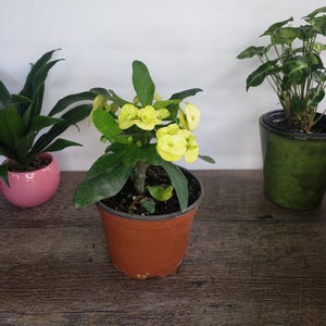 Crown of thorn live plant, yellow euphorbia milii flowering cactus, full sun outdoor blooming plant 5&quot; pot | 2 plants required per order |