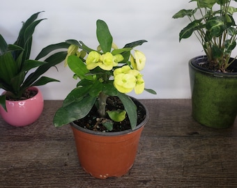 Corona de espinas, planta viva, euphorbia milii amarilla, cactus florido, planta de exterior a pleno sol, maceta de 5" / mínimo 2 plantas /