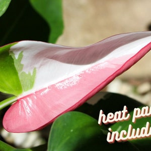 Philodendron White Princess in a 4&quot; pot live plant, live rare tropical philodendron houseplant | 2 plants required per order |