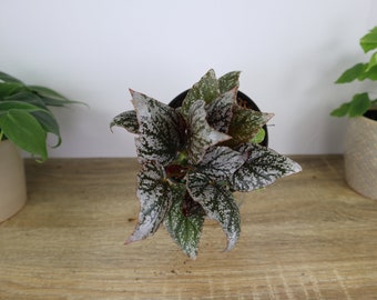 Jolly Silver Rex begonia plant in a 5" pot, Silver rex begonia live plant | 2 plant minimum on order|