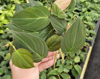 May include: Close-up of a Philodendron plant with large, dark green leaves and a few new leaves with a pinkish hue. The plant is held in a hand, showcasing the plant's texture and color. The background is filled with other plants.