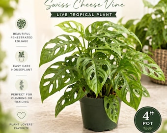 Monstera Adansonii Plant in 4" Pot | Swiss Cheese Vine Houseplant | Live Tropical Indoor Plant | Rare Monstera Vine