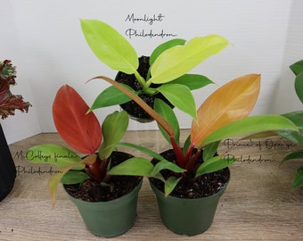 Philodendron Bundle 3 plants, 1 Moonlight, 1 Prince of Orange, 1 McColleys Finale all 4" pots, live Philodendron plants | plant lover gift |