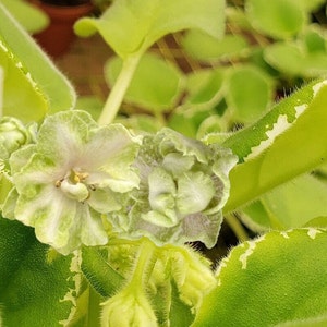 Harmony&#39;s Mean Green African Violet live plant, young pre-finished starter in a 4&quot; pot | 2 plant minimum order required |