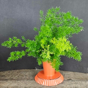 Asparagus Fern plant in a 4&quot; pot, Sprengeri fern live plant, indoor asparagus fern plant | 2 plants required per order |