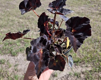 Begonia Black Rex (planta viva) / Begonia Noir / Planta decorativa gótica / Planta de interior de follaje oscuro / Planta de interior rara