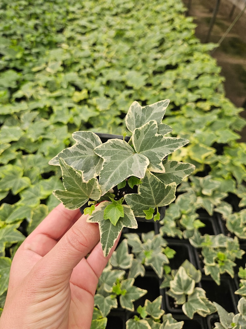 FreshFromGreenhouse English Ivy Plant