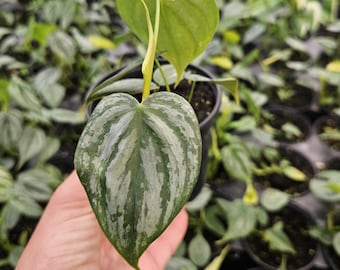 Philodendron Brandi live plant in a 4" pot, brandtianum live rare tropical philodendron houseplant | 2 plants required per order