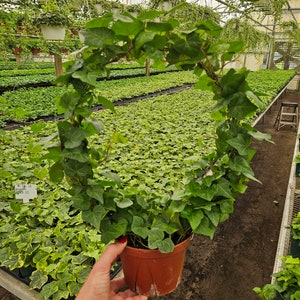 May include: A green ivy plant in a brown pot, shaped into a circle. The plant is in a greenhouse setting with other plants in the background.